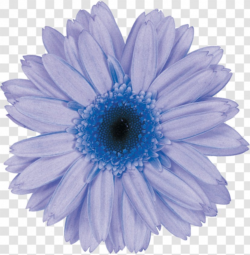 Transvaal Daisy Family Common Flower Chrysanthemum - Electric Blue Transparent PNG