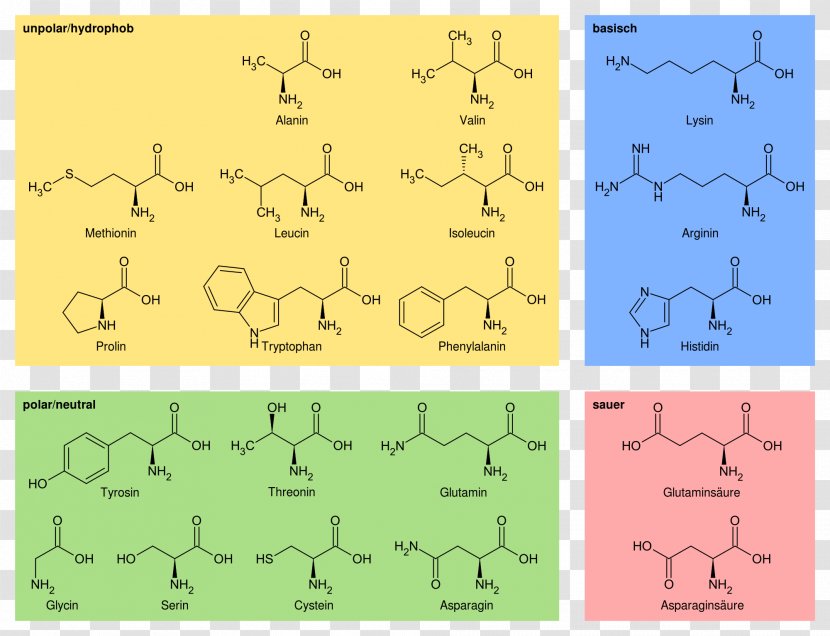 Proteinogenic Amino Acid Talde - Yellow - Chemistry Transparent PNG