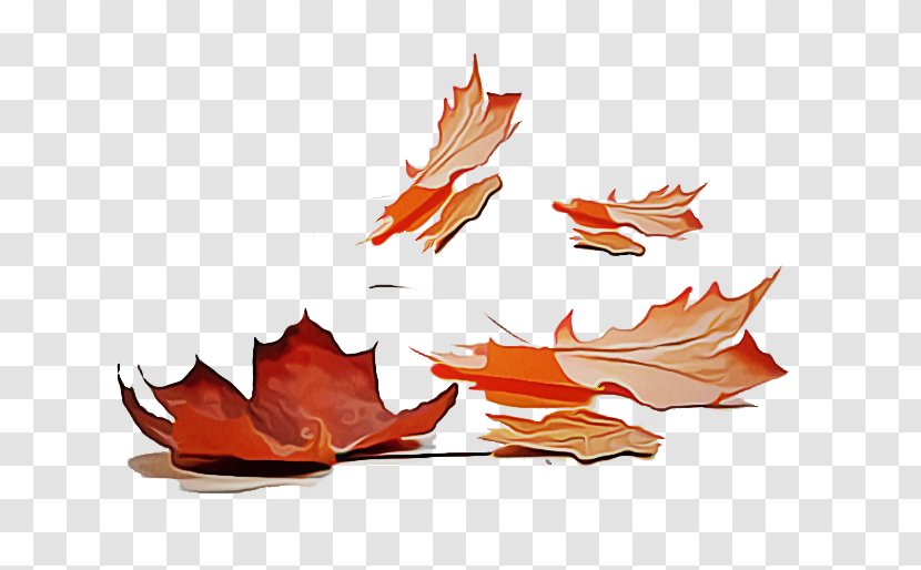 Maple Leaf - Plant - Deciduous Transparent PNG