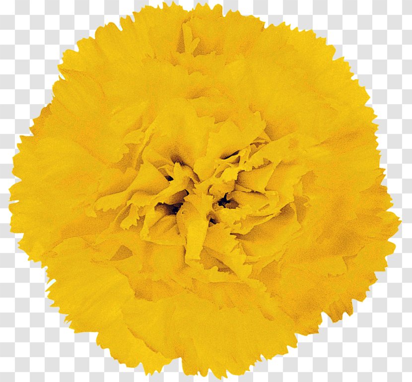 Yellow Petal Flower Orange Barberton Daisy - Carnation Transparent PNG
