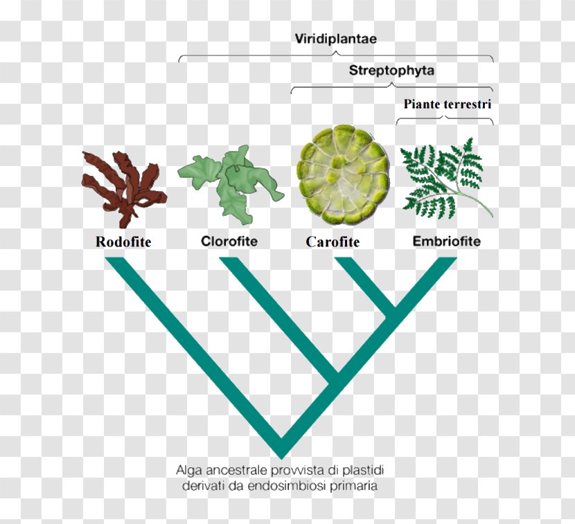 Moss Green Algae Leaf Vascular Plant Transparent PNG