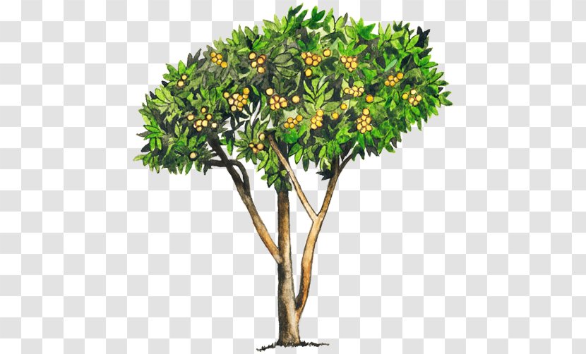 Loquat Tree Common Guava Woody Plant - Shrub - Arboles Transparent PNG