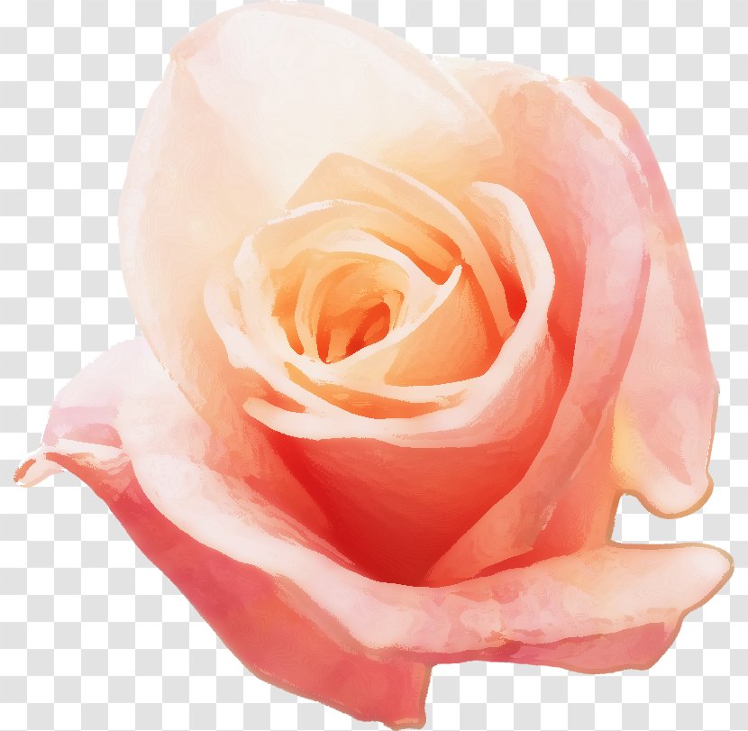 Garden Roses Cabbage Rose China Floribunda 体臭 - Order - Lust Transparent PNG