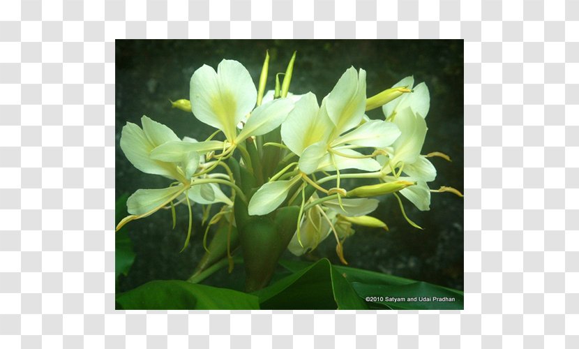 Hedychium Coronarium Coccineum Flavescens Kahili Ginger - Densiflorum Transparent PNG