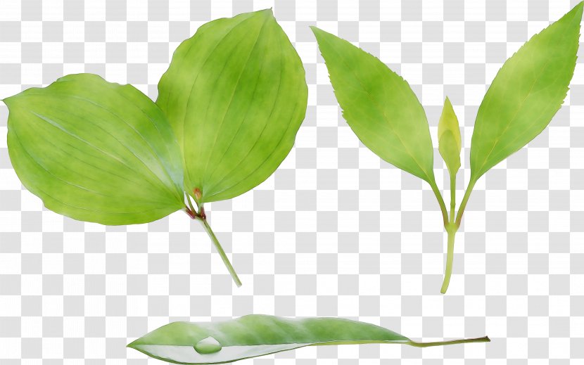 Leaf Plant Stem Branching Plants - Botany Transparent PNG