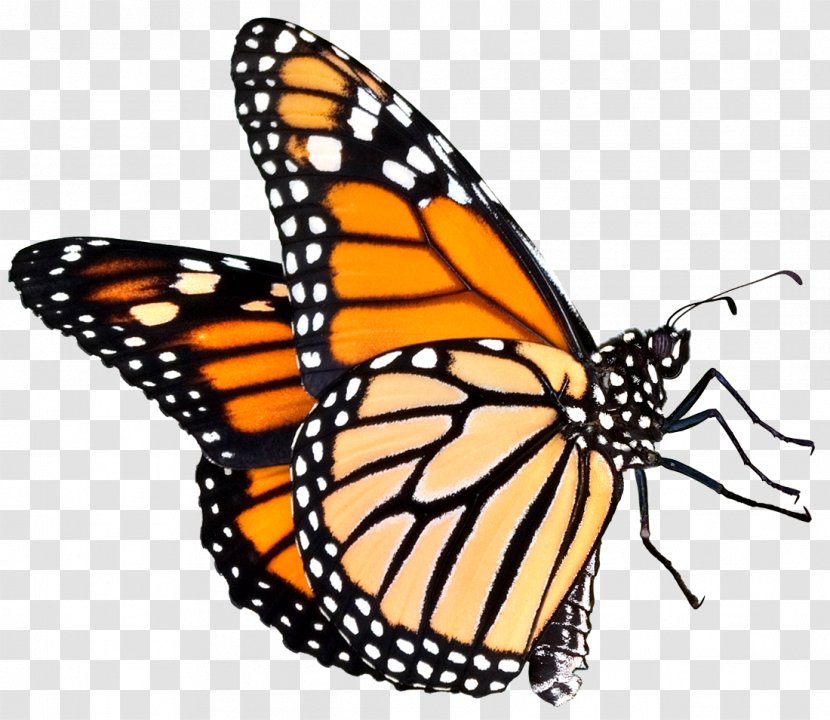 The Butterfly Place Monarch Clip Art - Pollinator Transparent PNG