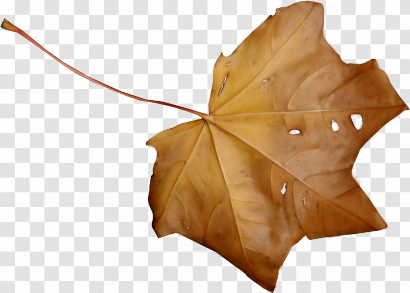 Maple Leaf Autumn Brown - Leaves Transparent PNG