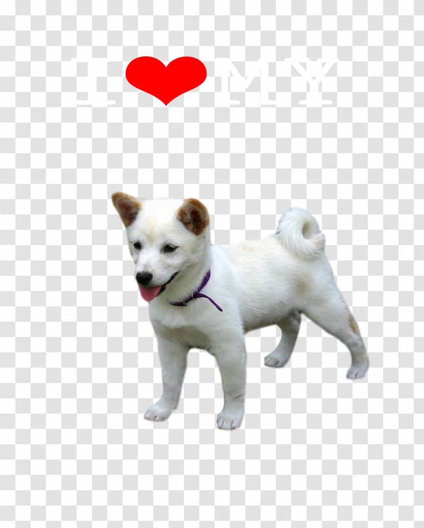 Dog Breed Canaan Kishu Puppy Akita - Pet Transparent PNG