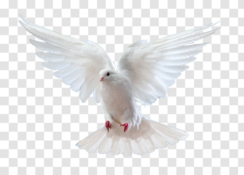 Rock Dove Columbidae Flight Bird God - Holy Spirit Transparent PNG
