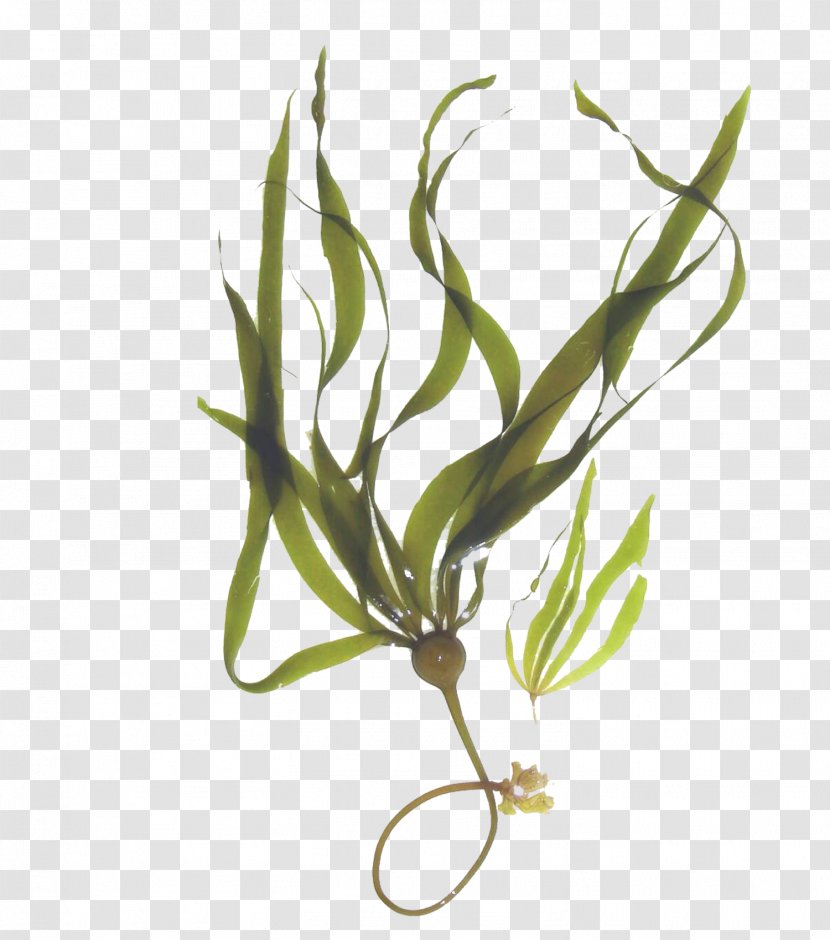 Kelp Forest Macrocystis Pyrifera Seaweed Mineral - Grass Transparent PNG