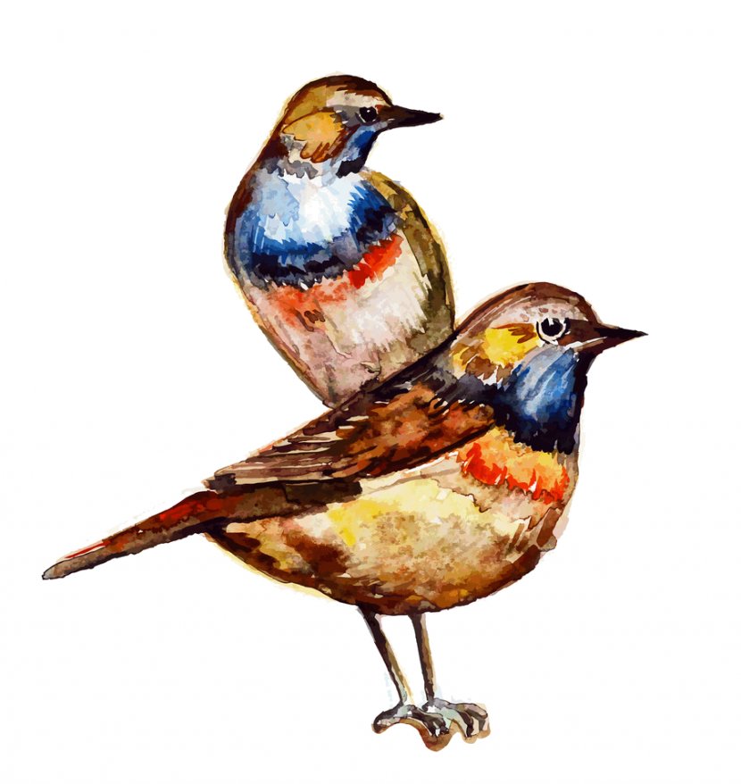 Bird Watercolor Painting - Songbird Transparent PNG