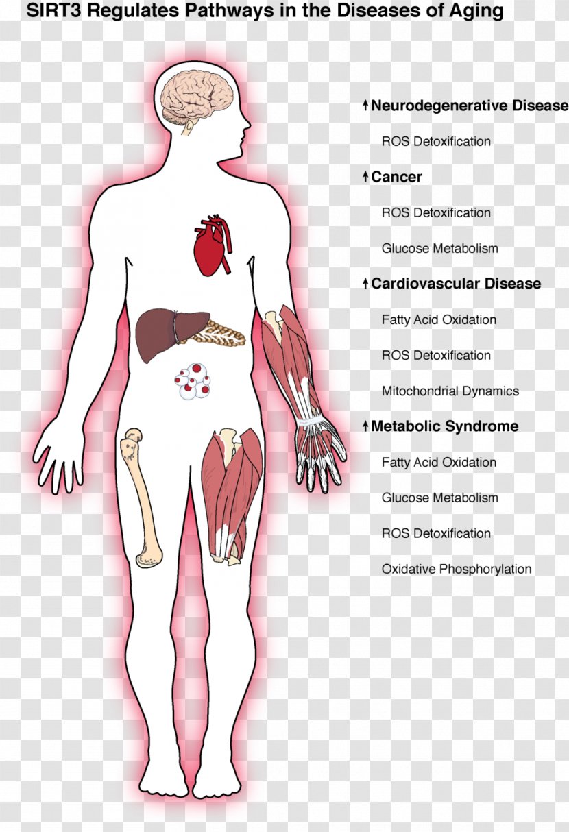 Aging-associated Diseases Ageing Sirtuin Cancer - Heart - Frame Transparent PNG