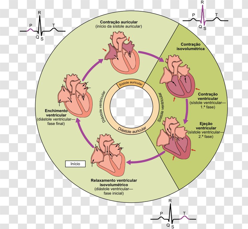 Cardiac Cycle Systole Diastole Heart Muscle - Tree Transparent PNG