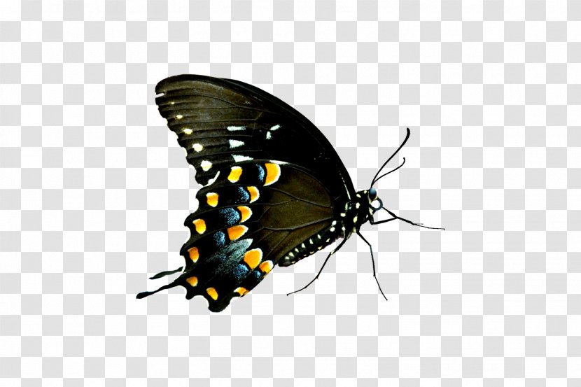 Butterfly - Organism - Butterflies Swarm Transparent PNG