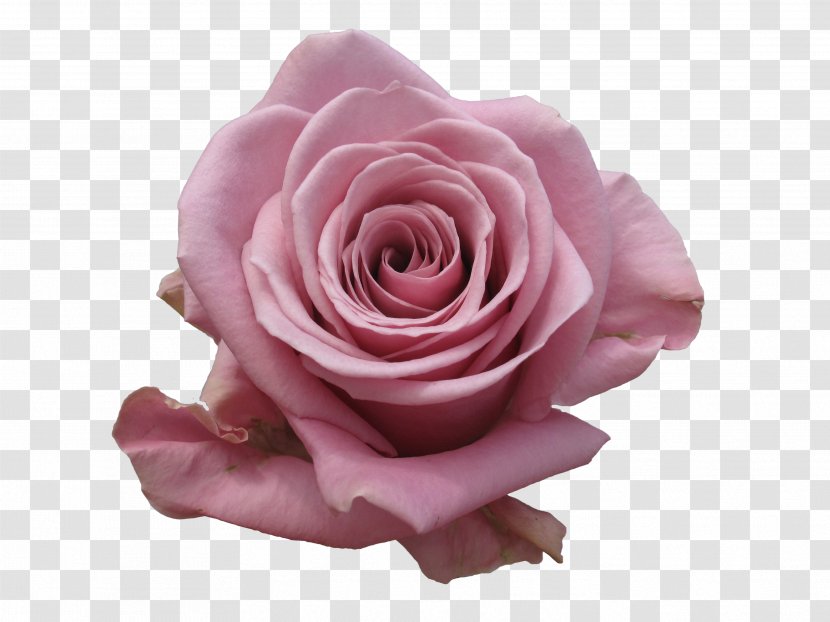 Garden Roses Cabbage Rose Pink Cut Flowers - Coral - Colonial Flower Shop Ny Transparent PNG
