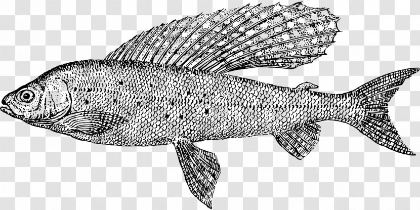 Line Art Fish Thymallus Clip - Marine Biology Transparent PNG