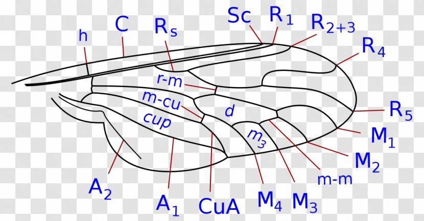 Drawing Organism Illustration Diagram - Frame - Angle Transparent PNG