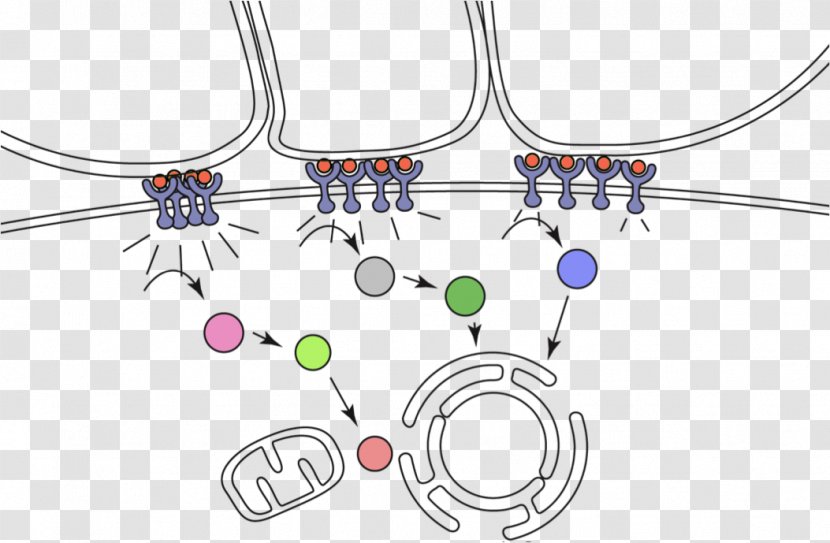 Line Point Clip Art - Design Transparent PNG