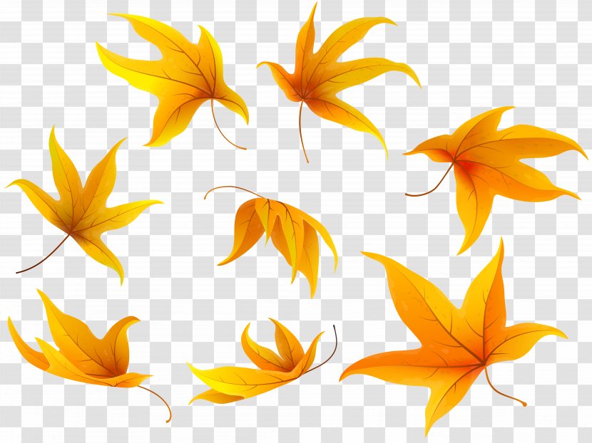 Clip Art Image Autumn Leaf Color - Yellow Transparent PNG