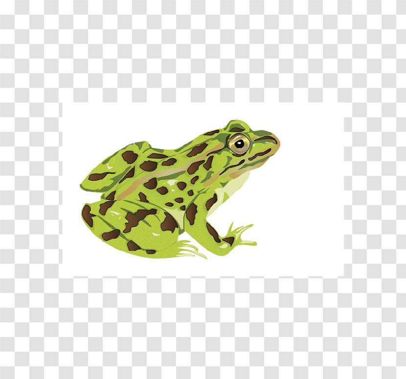 American Bullfrog Toad Tree Frog Terrestrial Animal Transparent PNG