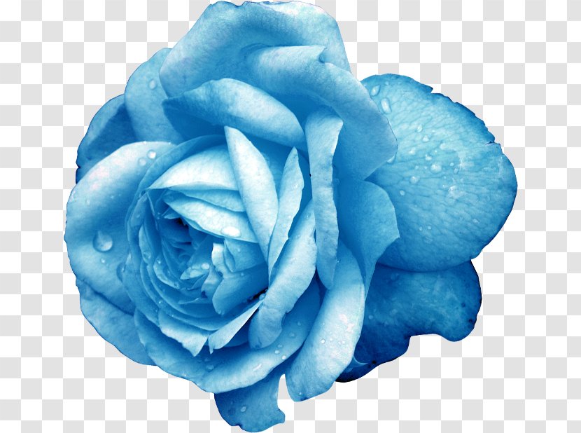 Blue Rose Cut Flowers Garden Roses - Order - Exquisite Transparent PNG