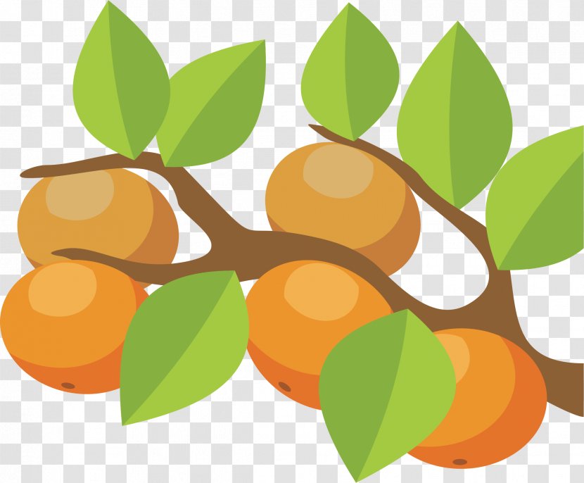 Orange Clip Art Citrus × Sinensis Vector Graphics Tree - Fruit Transparent PNG