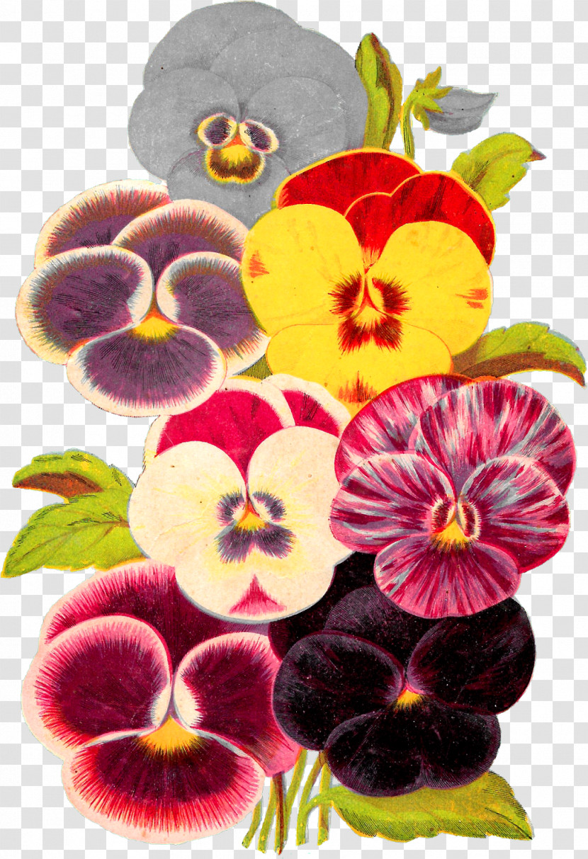 Flower Wild Pansy Pansy Plant Petal Transparent PNG