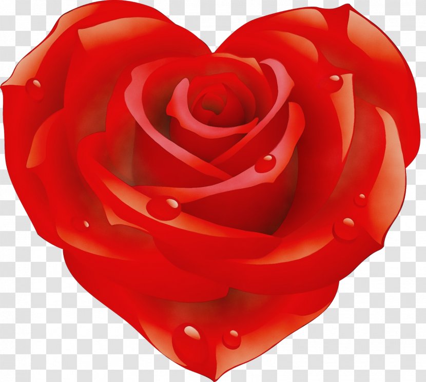 Garden Roses - Red - Plant Valentines Day Transparent PNG
