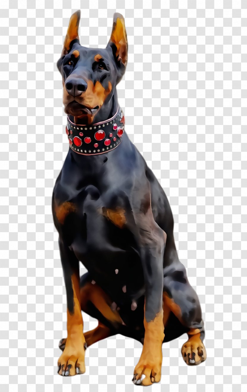 Dog Dobermann Breed Pinscher Guard - German Transparent PNG