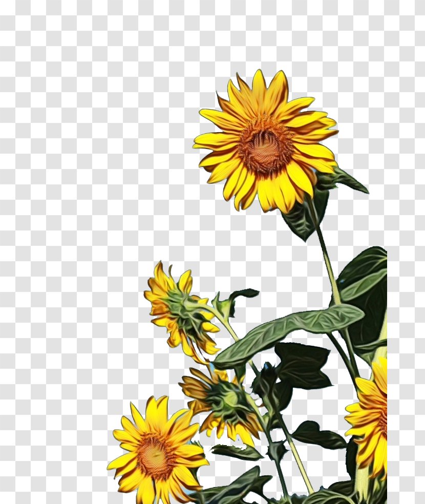Sunflower - Watercolor - Seed Daisy Family Transparent PNG