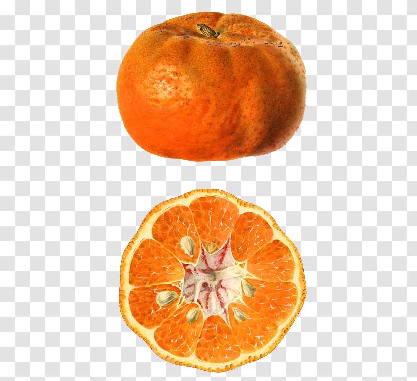 Clementine Mandarin Orange Tangerine Rangpur Blood - Field Horsetail - Citrullus Lanatus Transparent PNG