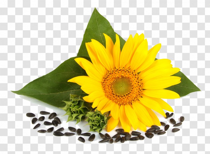 Common Sunflower Seed Price Artikel - Service Transparent PNG