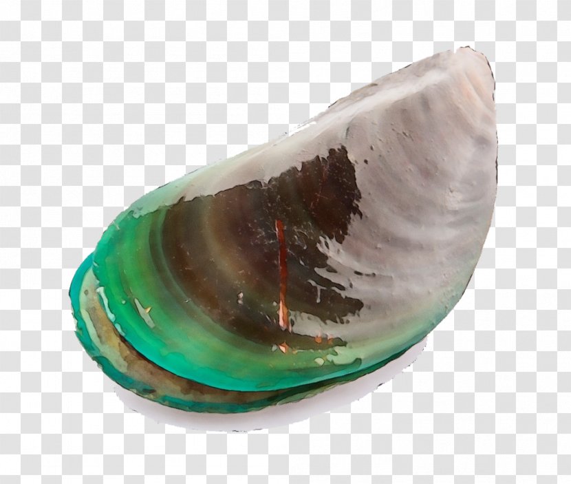 Bivalve Mussel Baltic Clam Glass Shellfish - Turquoise - Abalone Transparent PNG