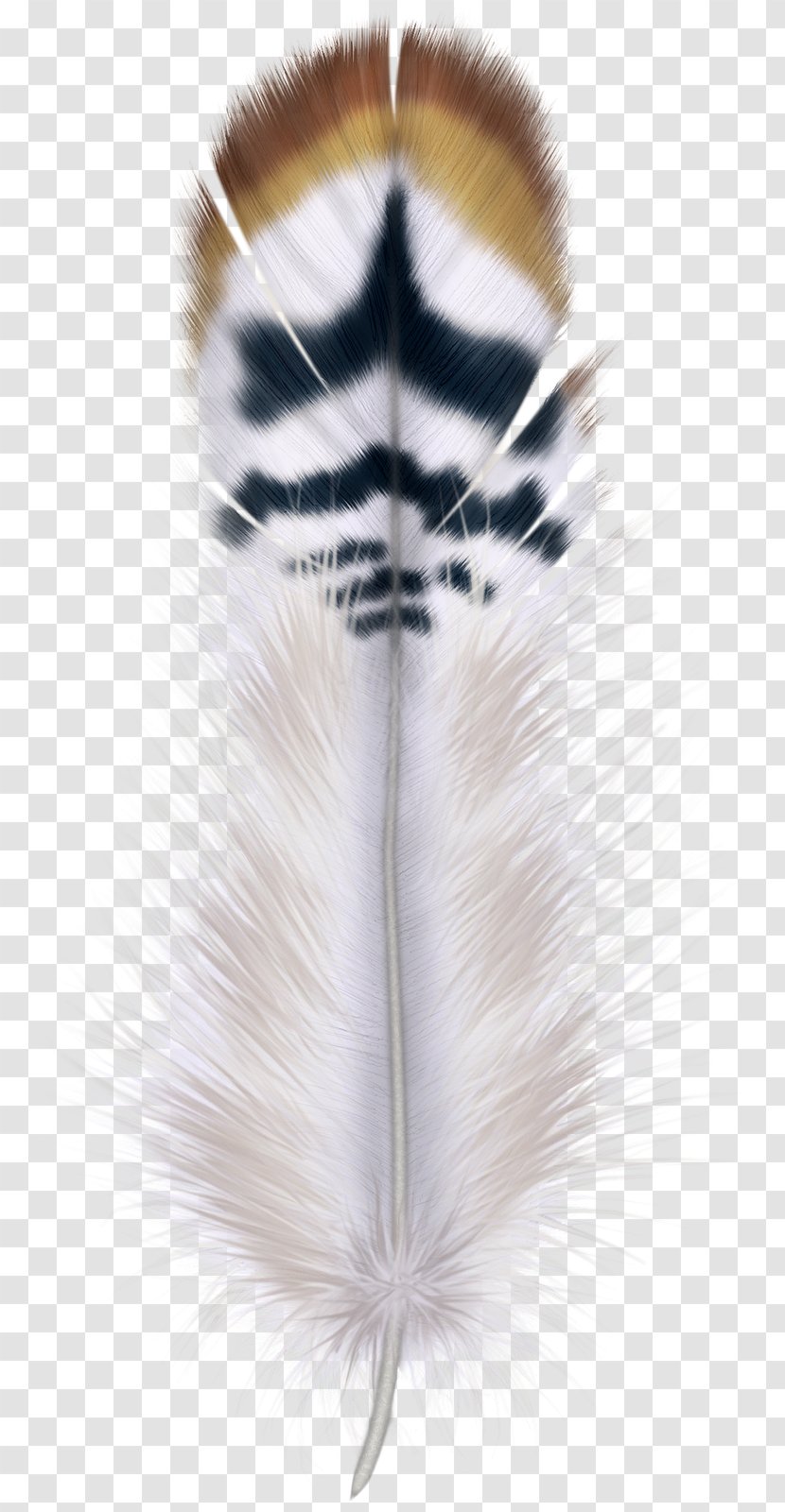 Feather Bird Hair Transparent PNG