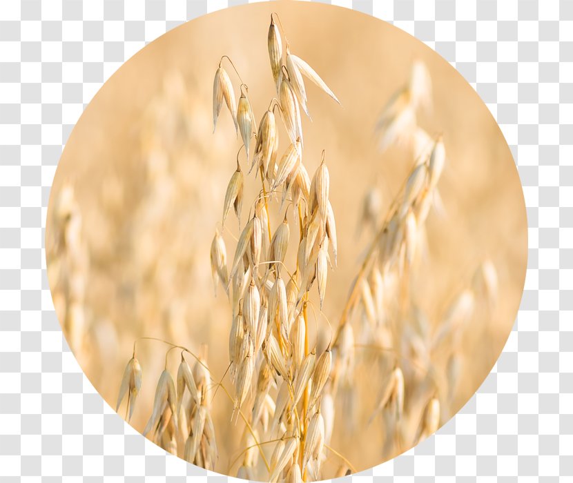 Oatmeal Whole Grain Emmer Rye - Cereal - Avena Fatua Transparent PNG