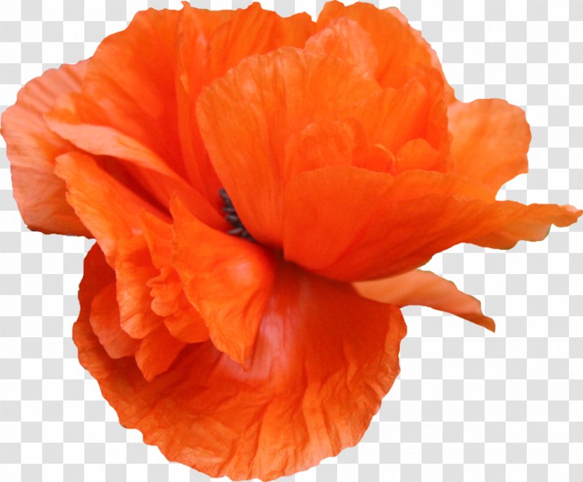 Common Poppy Flower - Orange - Poppy/ Transparent PNG