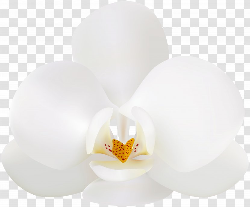 Lighting Flower - Orchid Transparent PNG