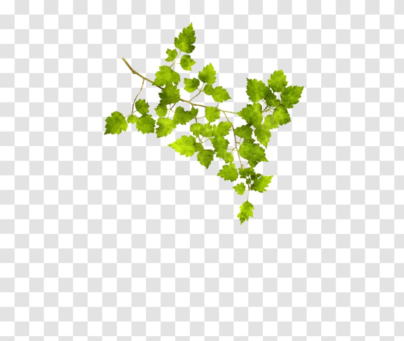 Grape Twig Leaf Vegetable Plant Stem - Hawthorn Transparent PNG