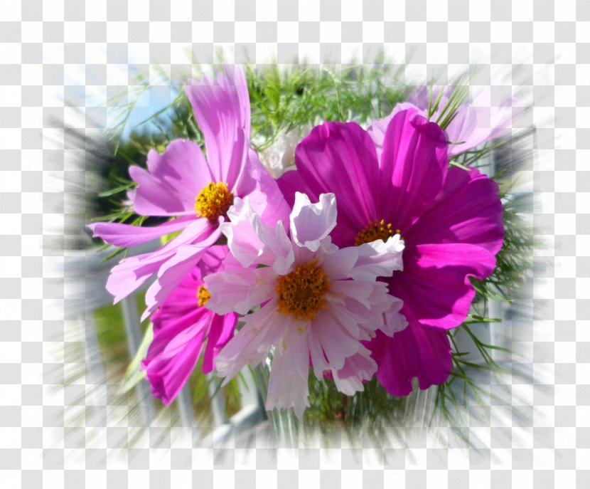 Garden Cosmos Writer Writing Thought Anger - Dan Transparent PNG