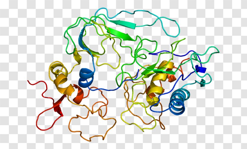 CD47 Signal-regulatory Protein Alpha Macrophage - Antibody - Receptor Transparent PNG