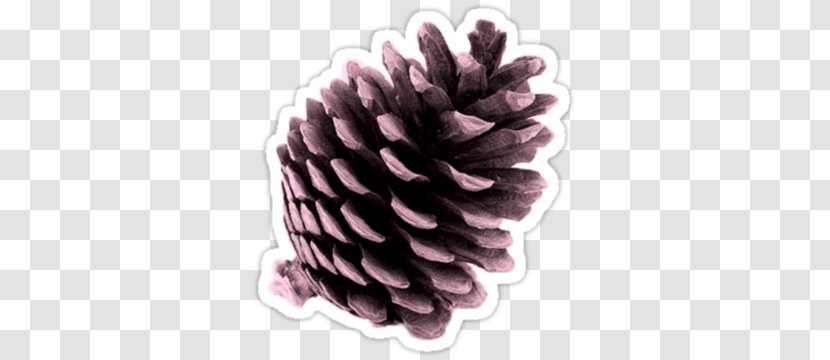 Conifer Cone Pine Desktop Wallpaper Tree - Stock Photography - Plant Transparent PNG