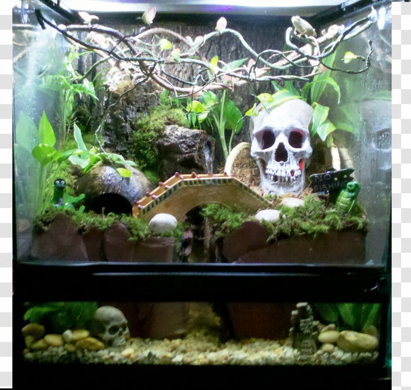 Aquariums Terrarium Vivarium Reptile - Aquatic Plant Transparent PNG