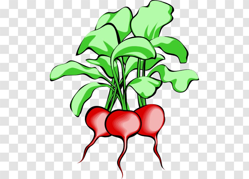 Sugar Beet Chard Beetroot Clip Art - Flower - Turnip Cliparts Transparent PNG