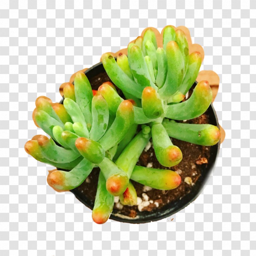 Cactus Cartoon - Stonecrop Family Houseplant Transparent PNG