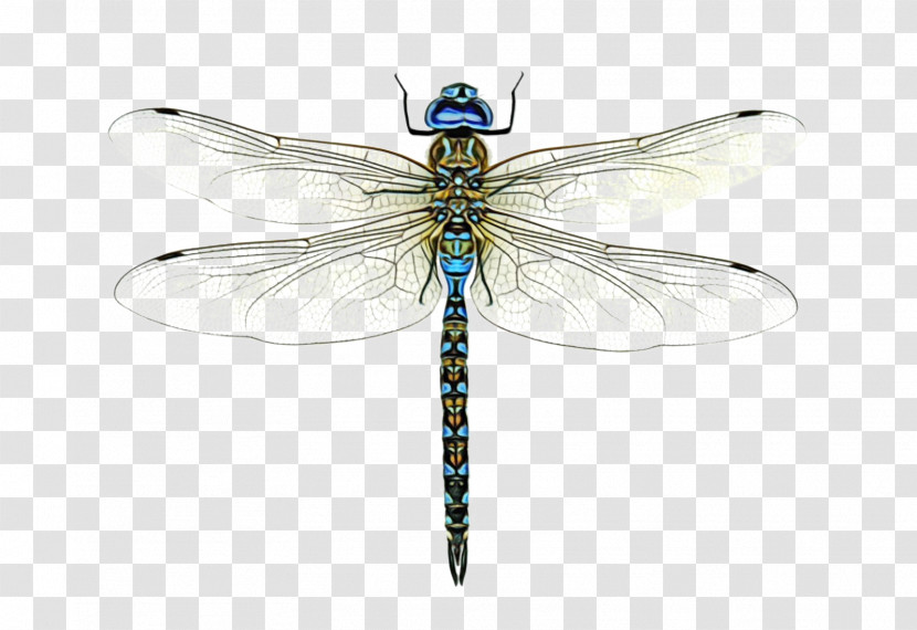 Dragonfly Broad-bodied Chaser Damselflies Beetles Cordulegaster Heros Transparent PNG