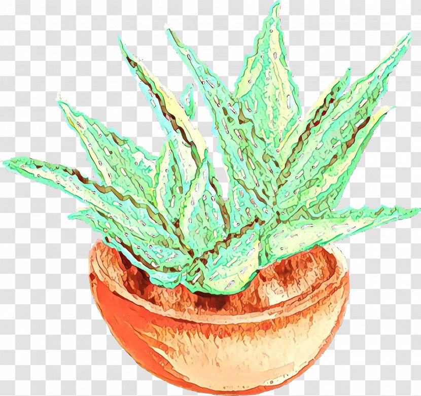 Aloe Vera Leaf - Terrestrial Plant - Perennial Agave Transparent PNG