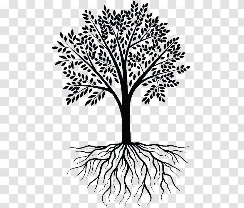 Clip Art Root Vector Graphics Tree Wall Decal - Branch Transparent PNG