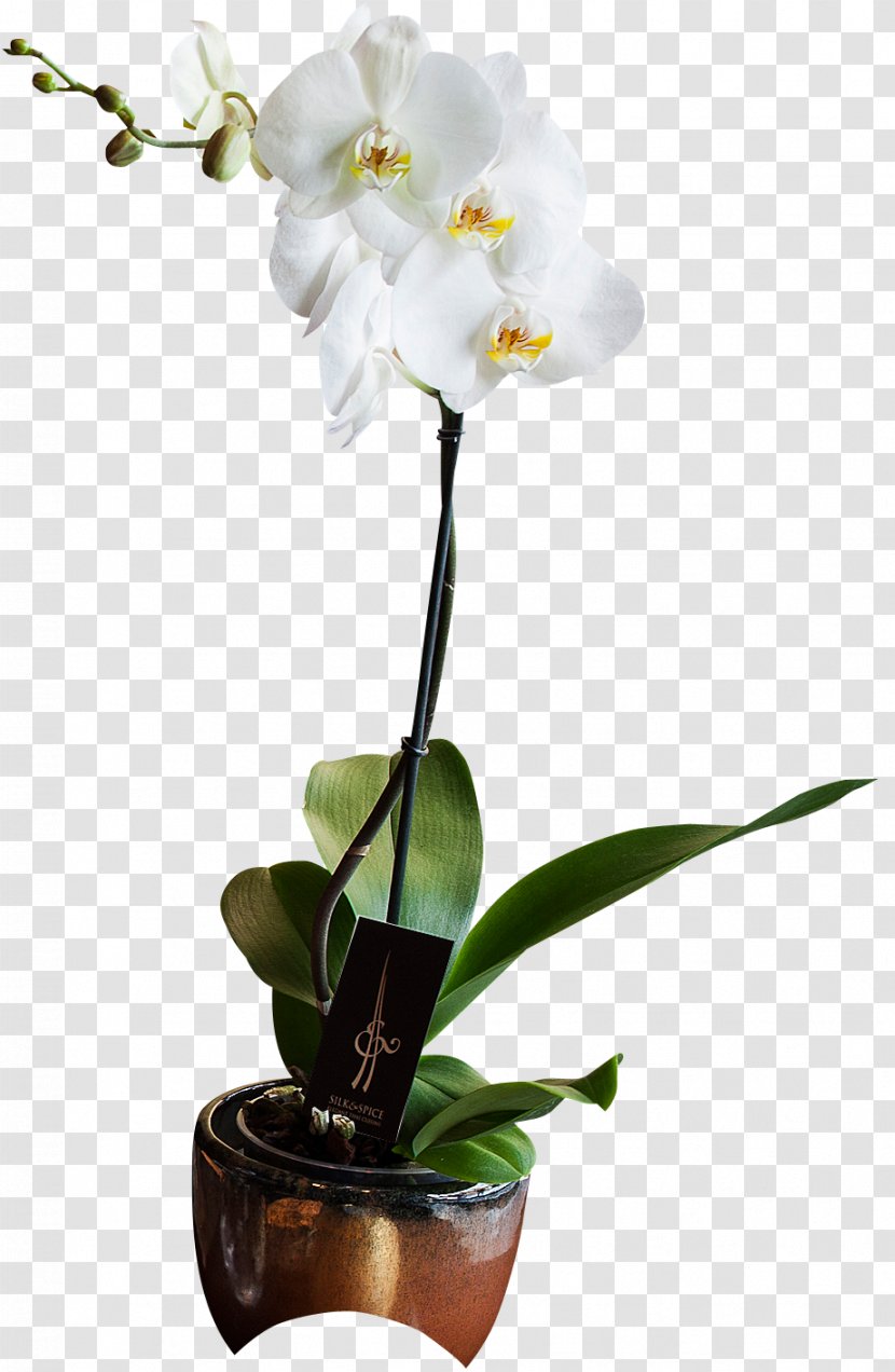 Silk & Spice Moth Orchids Thai Cuisine Rue Mandar Restaurant - Flowerpot Transparent PNG