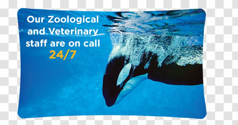 Killer Whale Earless Seal Cetacea SeaWorld Captivity - Orcinus Transparent PNG