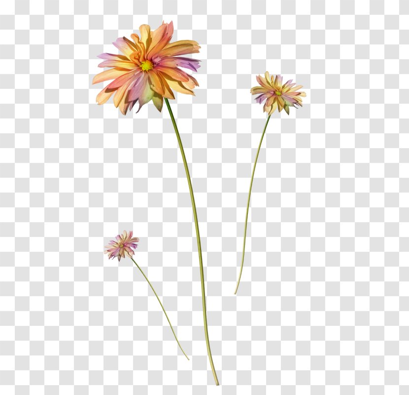 Flower Clip Art - Autumn - Vector Floral Material Transparent PNG